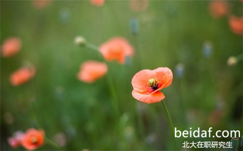 北京大學經濟學在職博士